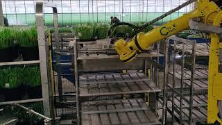 Packing Line (tulips)