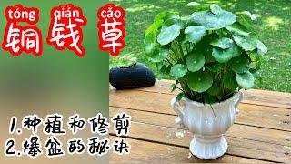 铜钱草的种植和修剪，让它爆盆的秘诀！怎么种铜钱草，How to grow coingrass（Hydrocotyle vulgaris）！