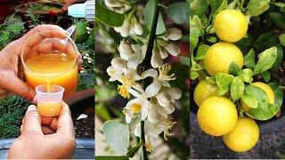 नींबू पे पाएं ढेरों फल | Lemon plant care with homemade fertilizer & homemade insecticide