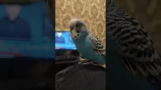 Вася птичка говорящий попугайчик