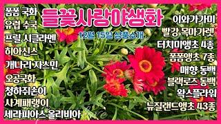 12월15일 들꽃사랑 꽃구경 오세요 상품소개 #폼폼국화 #뉴질랜드앵초 #왁스플라워 #청하쥐손이 #개나리자스민 #세라피아스올리비아 #수입수국 #목마가렛 #터치미앵초 #폼폼앵초