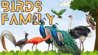 Colorful Birds | Birds sounds | Birds video | Birds Family  | Birds name