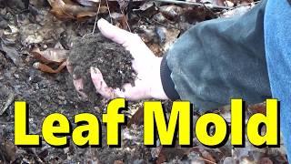 Winterize Your Garden With Leaf Mold