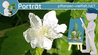 ️ Porträt 083 - Kratzbeere (Rubus caesius) - Wildpflanzen-Steckbrief (Essbar)