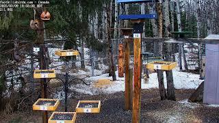 2025-03-09 - Foothills Birds - PTZ Live Stream Bird Feeder Cam  [65+ Species]