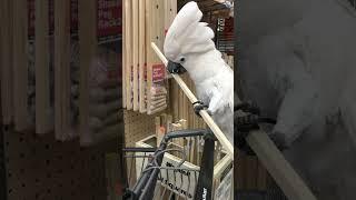 Cockatoo Shopatoo - Little bird gets another big stick #cockatoos #bird #parrot
