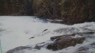 Lachse springen gegen den Strom. Salmon jumping against the tide.