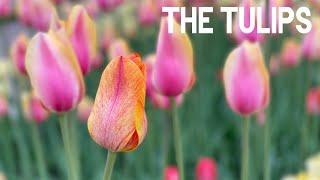 The Tulips! - Relax and Enjoy The Tulips from Holland Michigan