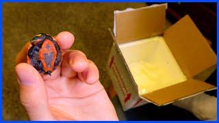 Ordering A Rare Baby Turtle In The Mail!