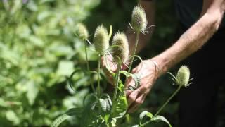 Dipsacus sylvestris (Common Teasel)