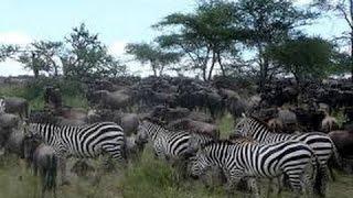 Greatest Migration on Earth:The Zebra(full documentary)HD-MilitaryN