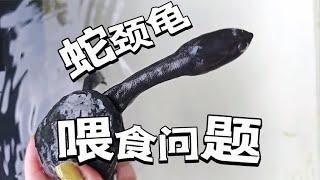 蛇颈龟只吃肉？这期聊聊我的蛇颈龟喂什么？如何培养它们吃龟粮？