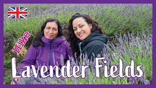 Mayfield Lavender Farm near London - Day Trip  Hiking UK | England 4K