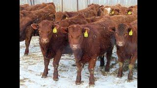 RBD Ranch 850# Red/RBF Simm-Angus Steers