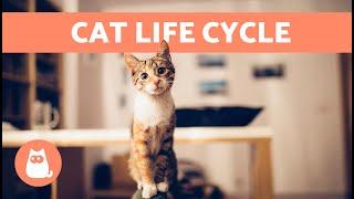 How OLD Is My CAT in Human Years?  | LIFE CYCLE of a CAT ️