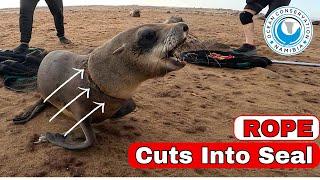 Rope Cuts Into Seal