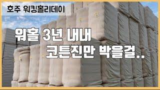 호주 워홀 오면 코튼진부터 가세요!! /돈 모으기 좋은 잡/ Cotton gin Vlog