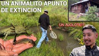 Encontre Un Animalito Que Esta Apunto De Extincion! #axolotl #ajolote