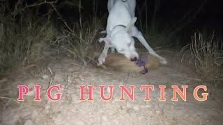 Shikaar | Pig Hunting  With Dog 2022 | |