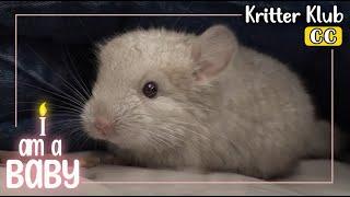 Meet A 21 Day Old Chinchilla  l I'm A Baby Ep. 10