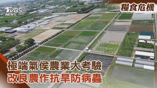 【糧食危機】極端氣侯農業大考驗 改良農作抗旱防病蟲｜TVBS新聞  @TVBSNEWS02