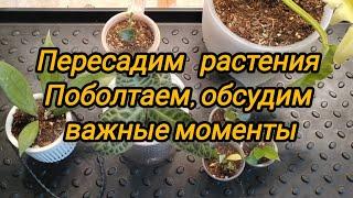 Пересадим растения. Поболтаем и обсудим важные моменты.