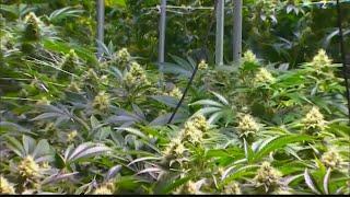 Gov. Beshear signs executive order legalizing medical cannabis in Kentucky