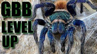 Chromatopelma cyaneopubescens: The Green Bottle Blue Tarantula's new DIY Nature Inspired Enclosure