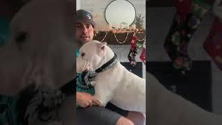 Should you get a Dogo Argentino?! My first 7 months with Shilo Royal Dogo USA