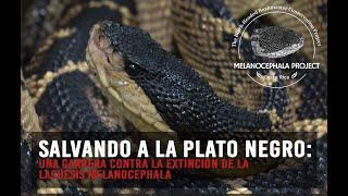 Saving the blackheaded Bushmaster: Lachesis melanocephala, with naturalist René Villanueva