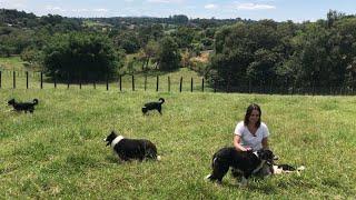 O cachorro mais inteligente do mundo - Border Collie