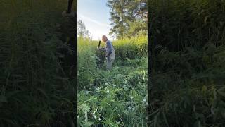 БЕЗ МАЧЕТЕ НИКАК ) ДОЛГАЯ ДОРОГА ДО ПРУДА  #деревенскаяжизнь #жизньвдеревне #жизнь #заросли