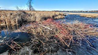 Someone Already Trapped This Beaver Lodge! (Can't Win Em All)