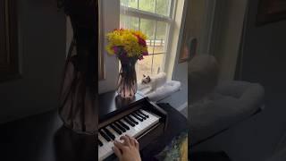 Ona çiçek gelmiyor diye kıskanmış olabilir, minik kız! #cat #catvideo #kitten #catvlog #cute #fun