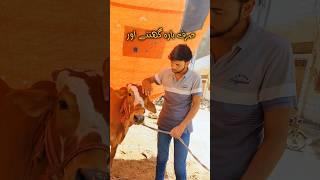 Bakra Eid | 2k24 | Episode 75 | Taste Tou Kar #bakramandi #bakraeid #cowmandi #cowmandipakistan