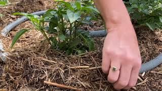 How to Use Grey Water in the Garden