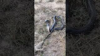 Monitor Lizard Bite on the Tail of Black Cobra Snake 