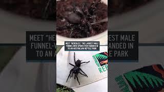 This huge, venomous spider may save your life one day | NBC 7 San Diego