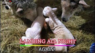 Lambing ALL NIGHT Again! Cami & Kupcake Deliver Healthy Lambs