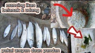 mancing ikan belanak & udang pakai umpan daun pandan @CAHBEJOCILACAP998