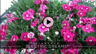 PlantHaven Hot Selection Video - Dianthus ELECTRIC DREAMS®