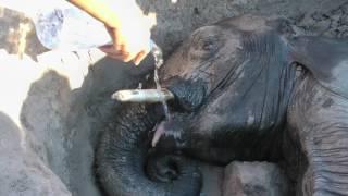 Elephant rescue