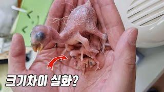 ※반전주의) 이게 xxx라고?? 단 2개월 후면 아름다운 xxx가 됩니다 [TV생물도감]