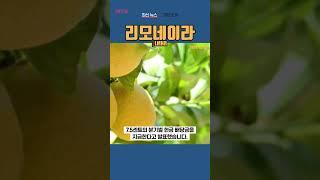 [LMNR] 리모네이라 ◤맨해튼튜브◢