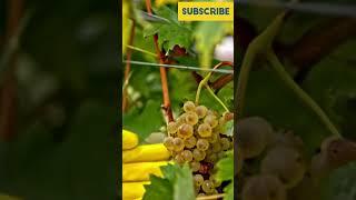 Grapes #Grapes #Fruit #Vine Fruit #Sweet Fruit