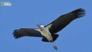 National Geographic ! It's the secret flight of the stork and its life ! wildlife Animals