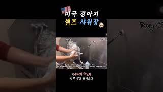 생각보다 너무 힘든 미국 강아지 셀프목욕탕 후기 #shorts #미국일상 #미국브이로그 #미국생활