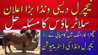 bachra farming business in pakistan|| natural desi wanda business|| meat business|| katta farming||