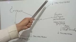 Истаравшан .Асабй шудан. Таьсири стресс ба  гормони тестостерон.