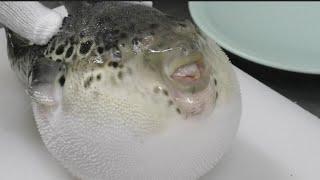 The veteran chef who has 35 years experience cleans puffer fish.